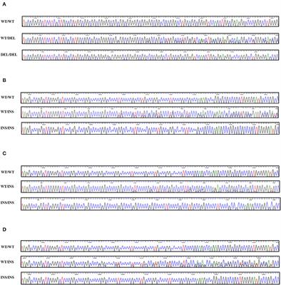 Novel insertion/deletion polymorphisms and genetic features of the shadow of prion protein gene (SPRN) in dogs, a prion-resistant animal